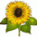 sunflower's picture