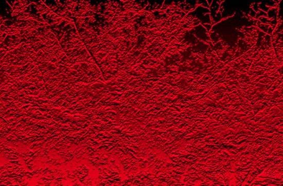 red leaf tree