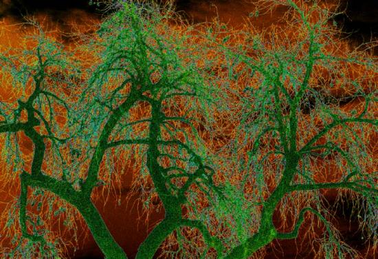 nocturnal tree
