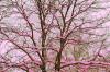 Pink tree