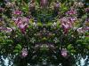 Gate of flowers