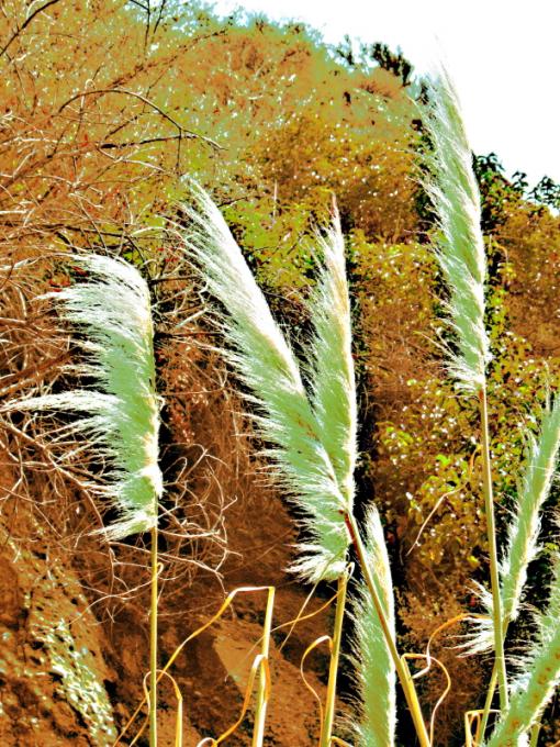 Grass, wind....