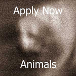 LIGHTSPACETIME.COM-ANIMALS_-_APPLY_NOW_150px.jpg