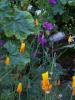 Purple Malva and Golden Poppies