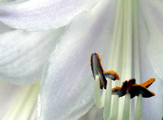 hosta