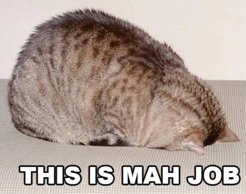 lolcat_this_is_mah_job.jpg