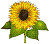 sunflower11th76j2.GIF