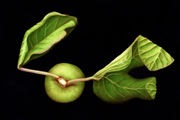 www.evaruhl.com_-_Botanical_Image.jpg